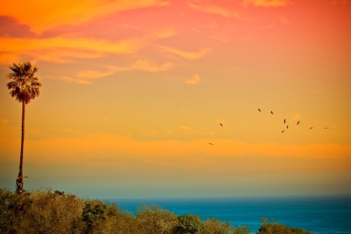 A palm tree stands against a colorful sunset sky, with birds flying over the ocean in the background.