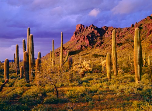 A desert landscape featuring tall cacti against a backdrop of purple clouds and rugged mountains.