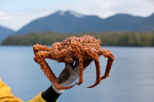 A person holds a large, spiky crab against a backdrop of mountains and water.