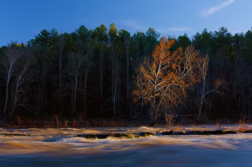 A river flows past a solitary tree with orange leaves, surrounded by a dense forest under a clear blue sky.