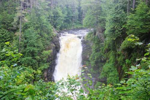 A cascading waterfall surrounded by lush green trees and foliage in a serene natural setting.