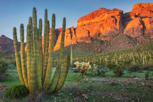 A vibrant desert landscape featuring tall cacti and rugged mountains illuminated by the warm glow of sunset.