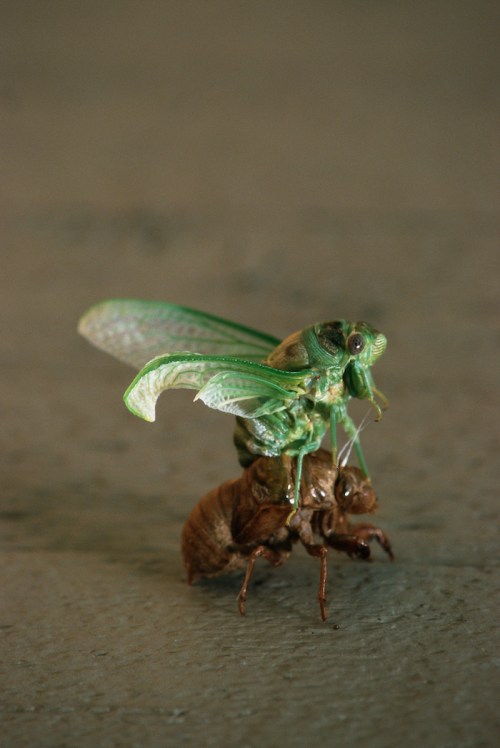 A green cicada perched on a brown exoskeleton, showcasing the contrast between the living insect and its shed shell.