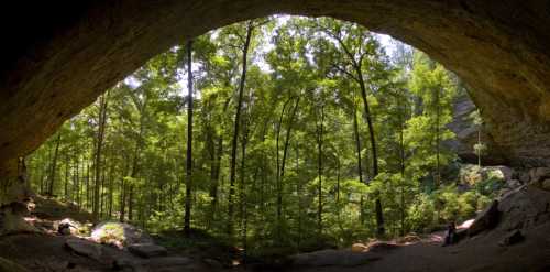 A panoramic view from inside a cave, showcasing lush green trees and sunlight filtering through the entrance.