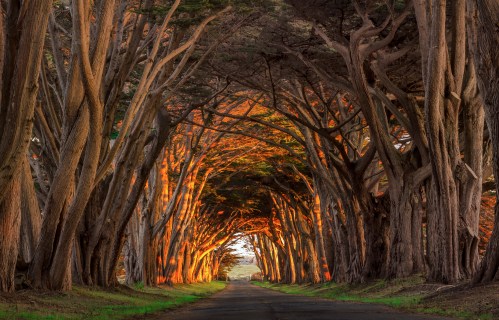 A serene tree-lined road with tall, arching trees illuminated by warm sunlight, creating a peaceful, inviting atmosphere.