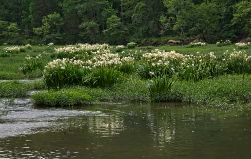 A serene wetland scene with lush green grass and clusters of white flowers reflecting in calm water.