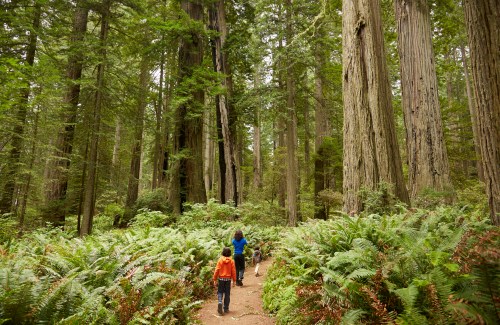 A family walks along a forest path surrounded by tall redwood trees and lush ferns.