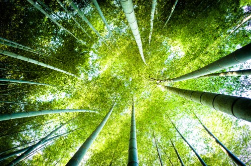 Looking up at tall bamboo stalks reaching towards a bright green canopy. Sunlight filters through the leaves.