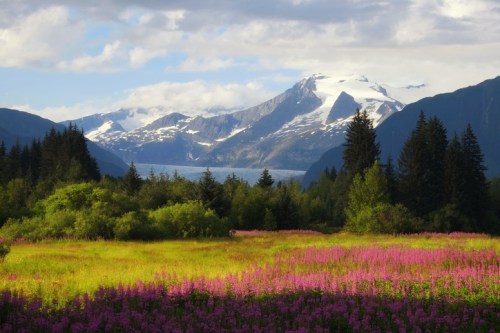 A vibrant field of pink flowers in the foreground, with snow-capped mountains and a lake in the background under a cloudy sky.