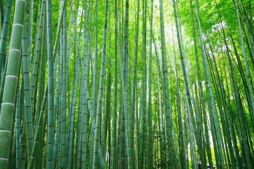 A dense grove of tall green bamboo stalks reaching towards a bright, sunlit canopy.