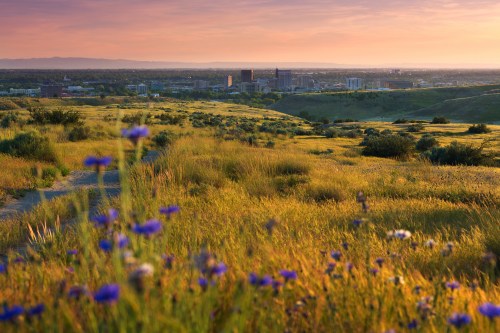 A vibrant landscape with wildflowers in the foreground and a city skyline under a colorful sunset in the background.