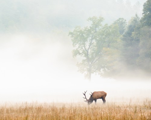 A lone elk grazes in a misty field, surrounded by soft fog and distant trees.
