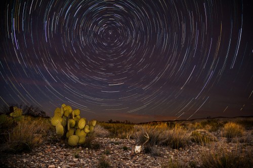A starry night sky with circular star trails above a desert landscape featuring cacti and a deer skull.
