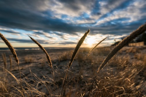 Tall grass sways in the foreground as the sun sets over a tranquil beach, with dramatic clouds in the sky.