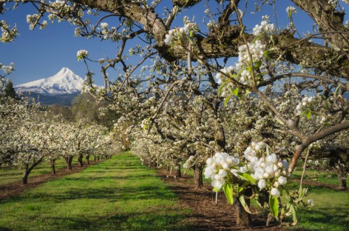 Blossoming pear trees in an orchard with snow-capped mountains in the background under a clear blue sky.
