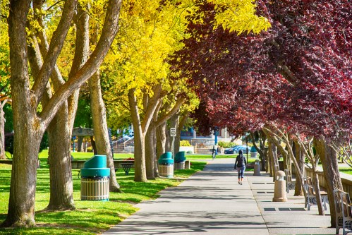 A sunny park pathway lined with vibrant yellow and red trees, with a person walking in the distance.