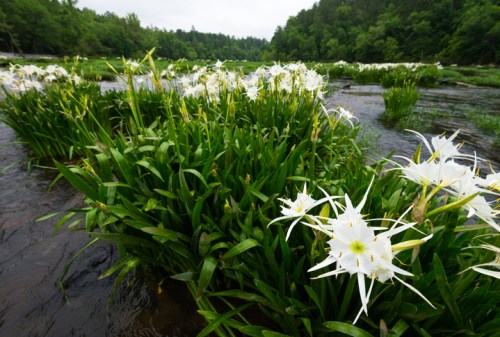 A lush riverbank scene featuring clusters of white flowers surrounded by green foliage and calm water.