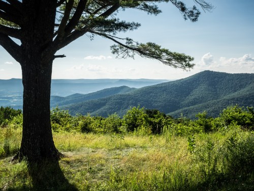 A scenic view of rolling green mountains under a clear blue sky, framed by a large tree in the foreground.