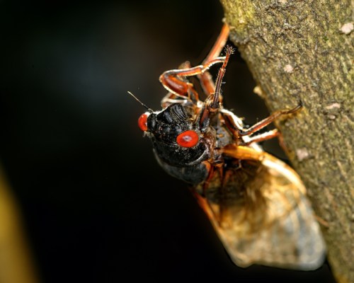 Close-up of a cicada on a tree trunk, showcasing its red eyes and detailed wings.