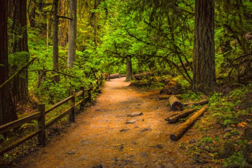 A serene forest path surrounded by lush green trees and scattered logs, inviting exploration.