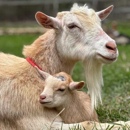 A mother goat and her kid resting together in a grassy area, showcasing a tender moment between them.