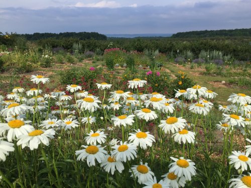 A vibrant flower field with white daisies in the foreground and colorful blooms stretching into the distance under a cloudy sky.