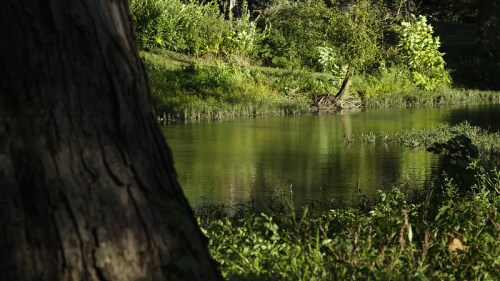 A serene pond surrounded by lush greenery, with reflections shimmering on the water's surface.
