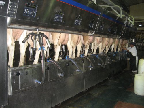 A dairy farm milking machine with several cows being milked simultaneously.