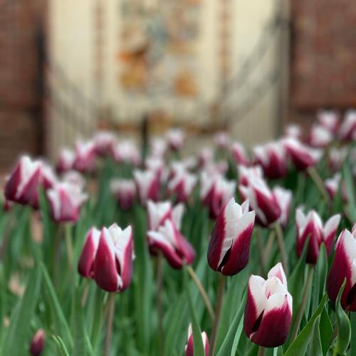 A field of purple and white tulips in focus, with a blurred background of a brick wall and decorative mural.