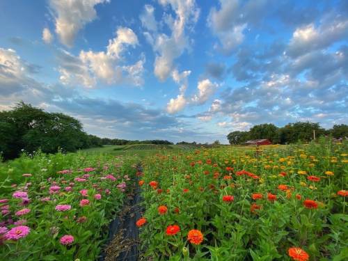 A vibrant field of colorful flowers under a blue sky with fluffy clouds, surrounded by green trees and distant hills.