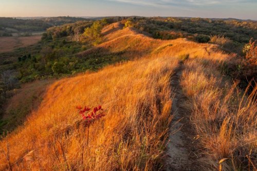 A scenic view of rolling hills covered in golden grass, with a winding path and trees in the background under a sunset sky.