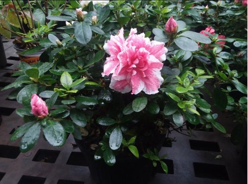 A pink and white azalea flower blooms among green leaves and buds in a potted plant.