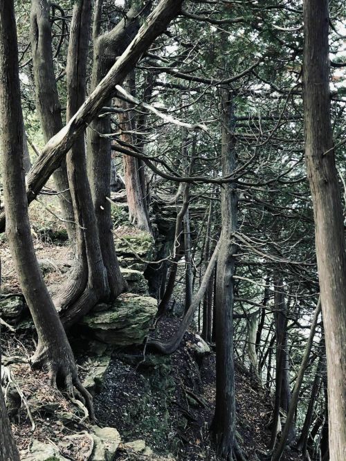 A dense forest with tall trees and rocky terrain, creating a natural, rugged landscape.