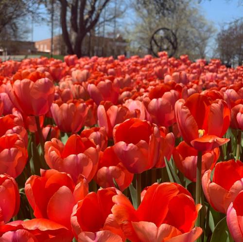 A vibrant field of blooming red tulips under a clear blue sky, surrounded by trees and a distant sculpture.