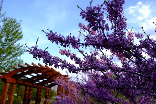 Purple flowering branches in front of a wooden pergola under a blue sky with scattered clouds.