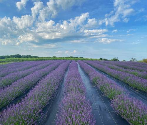 A vibrant lavender field stretches under a blue sky with fluffy clouds, rows of purple flowers lined on black plastic.