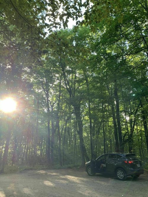 A car parked in a sunlit forest, surrounded by lush green trees and dappled sunlight filtering through the leaves.