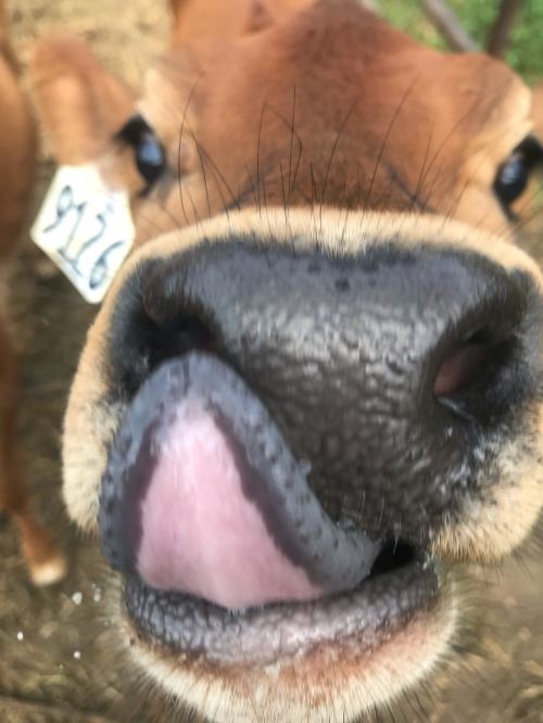 Close-up of a cow's face, featuring its nose and tongue, with an ear tag visible.