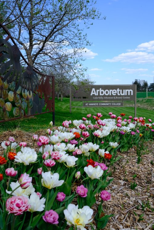 Colorful tulips bloom in front of a sign for the Arboretum at Hawkeye Community College on a sunny day.