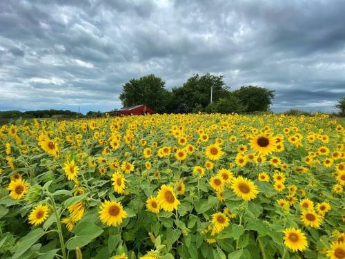 A vibrant field of sunflowers under a cloudy sky, with a red barn and trees in the background.