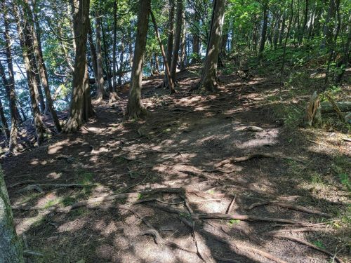 A forested path with exposed tree roots and dappled sunlight filtering through the leaves.
