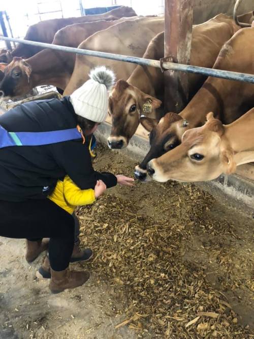 A person in a winter hat feeds cows in a barn, surrounded by other cows in the background.