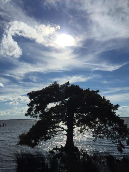 Silhouette of a tree by the water under a bright sun and blue sky with scattered clouds.