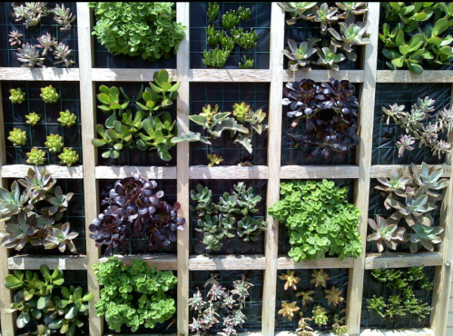 A vertical garden featuring various types of succulents arranged in a wooden grid structure.