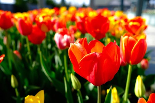 A vibrant field of red, yellow, and pink tulips in full bloom under bright sunlight.