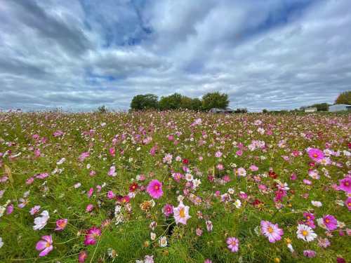 A vibrant field of pink and white flowers under a cloudy sky, with trees in the background.