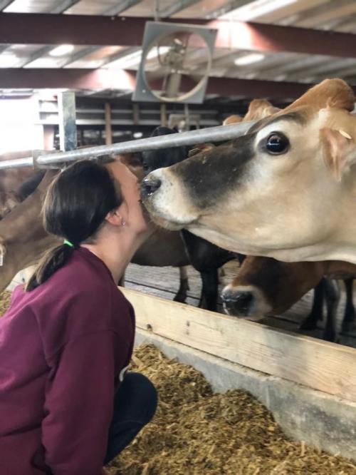 A person leans in to kiss a cow in a barn, surrounded by other cows in the background.