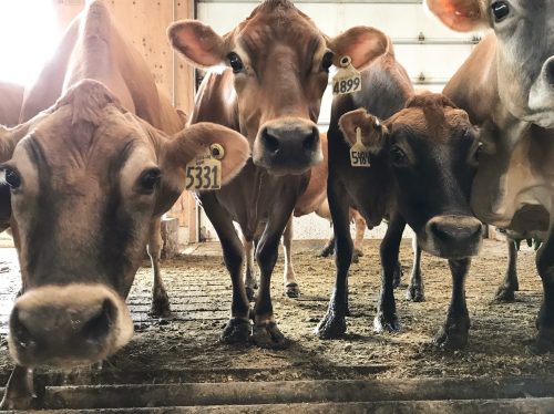 A group of cows with ear tags standing in a barn, looking curiously at the camera.
