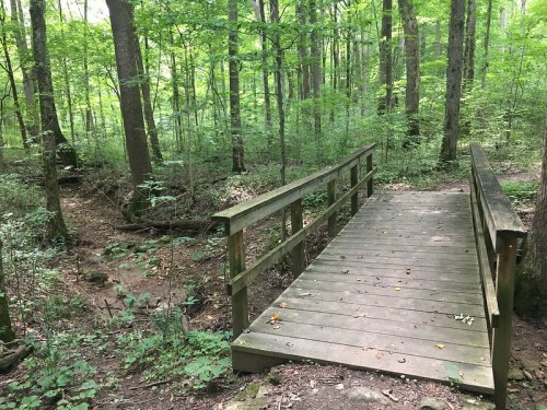 A wooden bridge spans a small creek in a lush, green forest with tall trees and dense undergrowth.