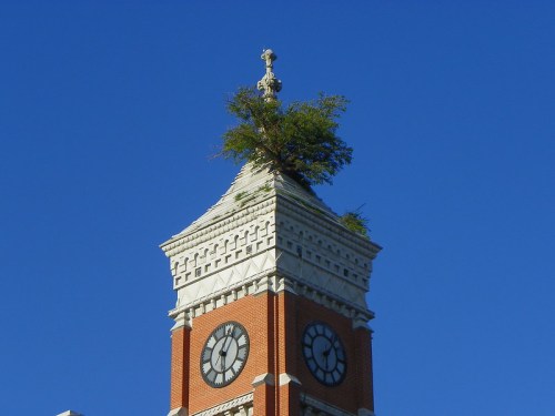 A clock tower with a small tree growing on its peak against a clear blue sky.